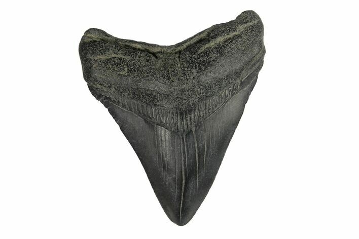 Juvenile Megalodon Tooth - South Carolina #171195